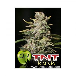 TNT Kush X3 - Eva Seeds