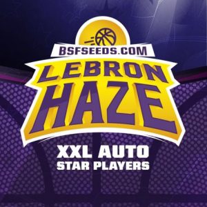 Lebron Haze XXL Auto x4- BSF Seeds