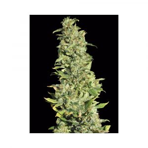 High Level x3+1 - Eva Seeds