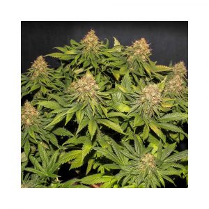 Only CBD Fem x4 - Eva Seeds
