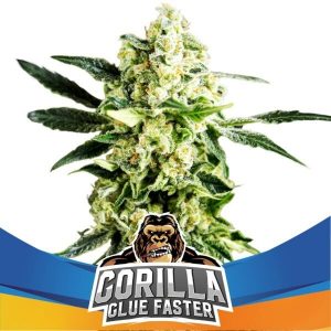 Gorilla Glue Faster x4 Star Players - BSF