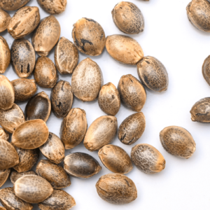 Cookies Auto x10 - Granel