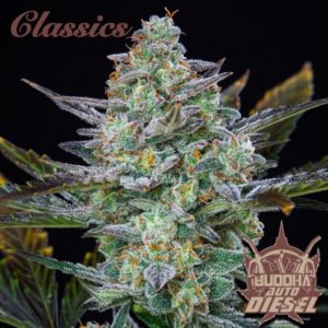 Diesel Classic Auto 3+1 - Buddha Seeds