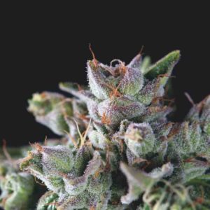 Auto Gorila x3+1 - Pyramid Seeds