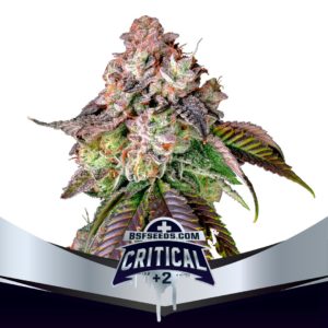 Critical +2 XXL Auto x4 – BSF Seeds